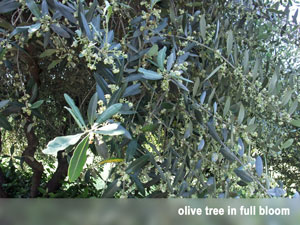 Olive Tree Pollination Chart